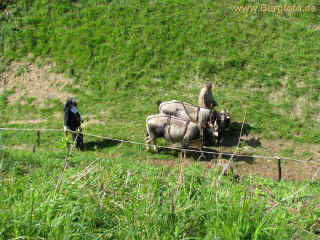 Brandenburg 05-Juni-10 4260.jpg (99748 Byte)